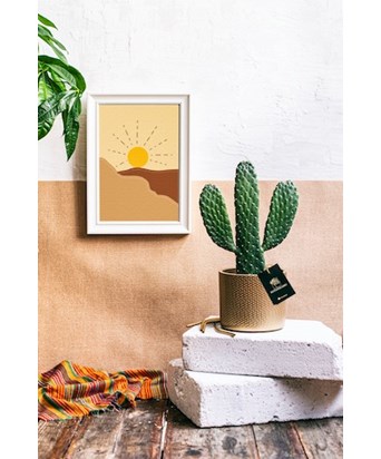 Opuntia Kaktüs 